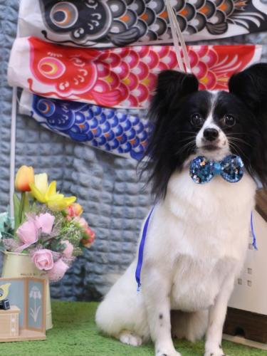 20230519レモンちゃん